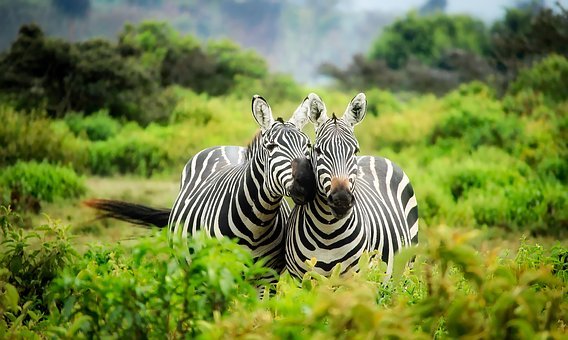 zebras, pair, couple